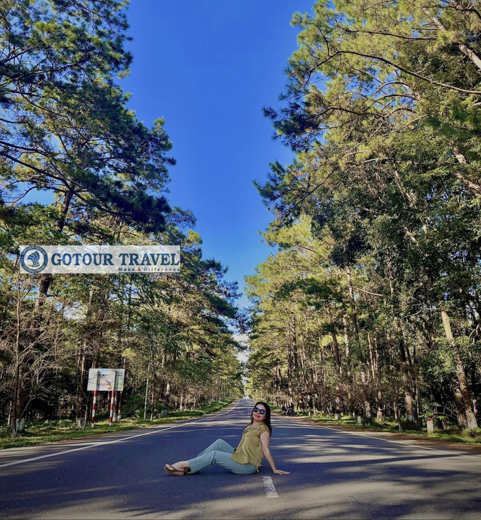 Con đường thông Măng Đen khi hoàng hôn - Tour Măng Đen