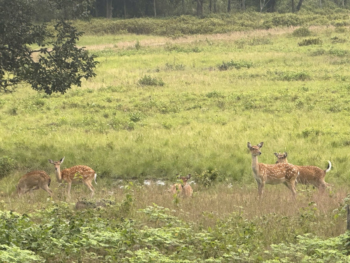 Đàn hươu sao tại trung tâm cứu trợ động vật Kon Ka Kinh