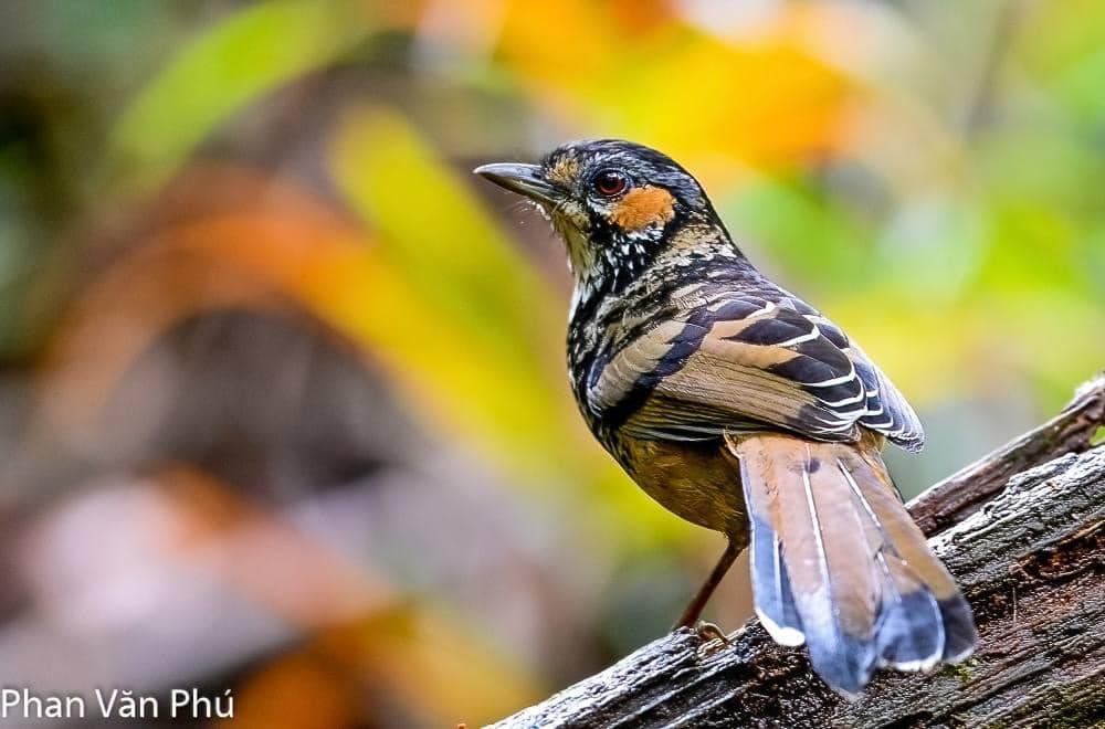 Khướu Kon Ka Kinh. Ảnh Phan Văn Phú