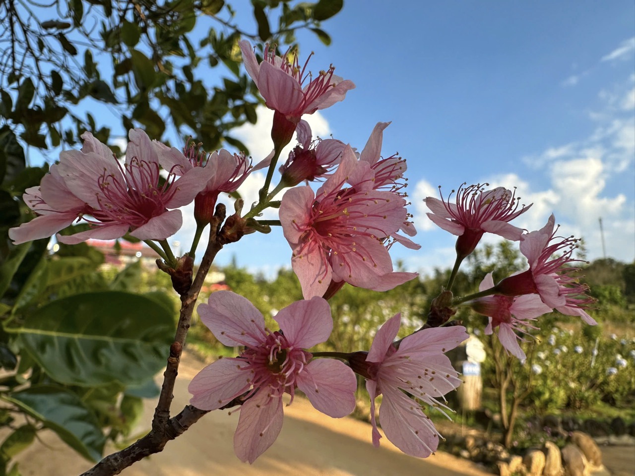 Mùa hoa anh đào Măng Đen