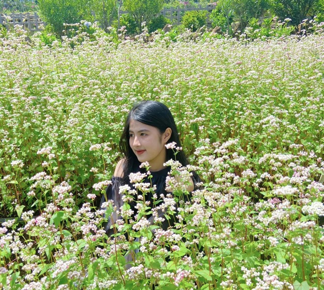 Mùa hoa tam giác mạch tại Măng Đen