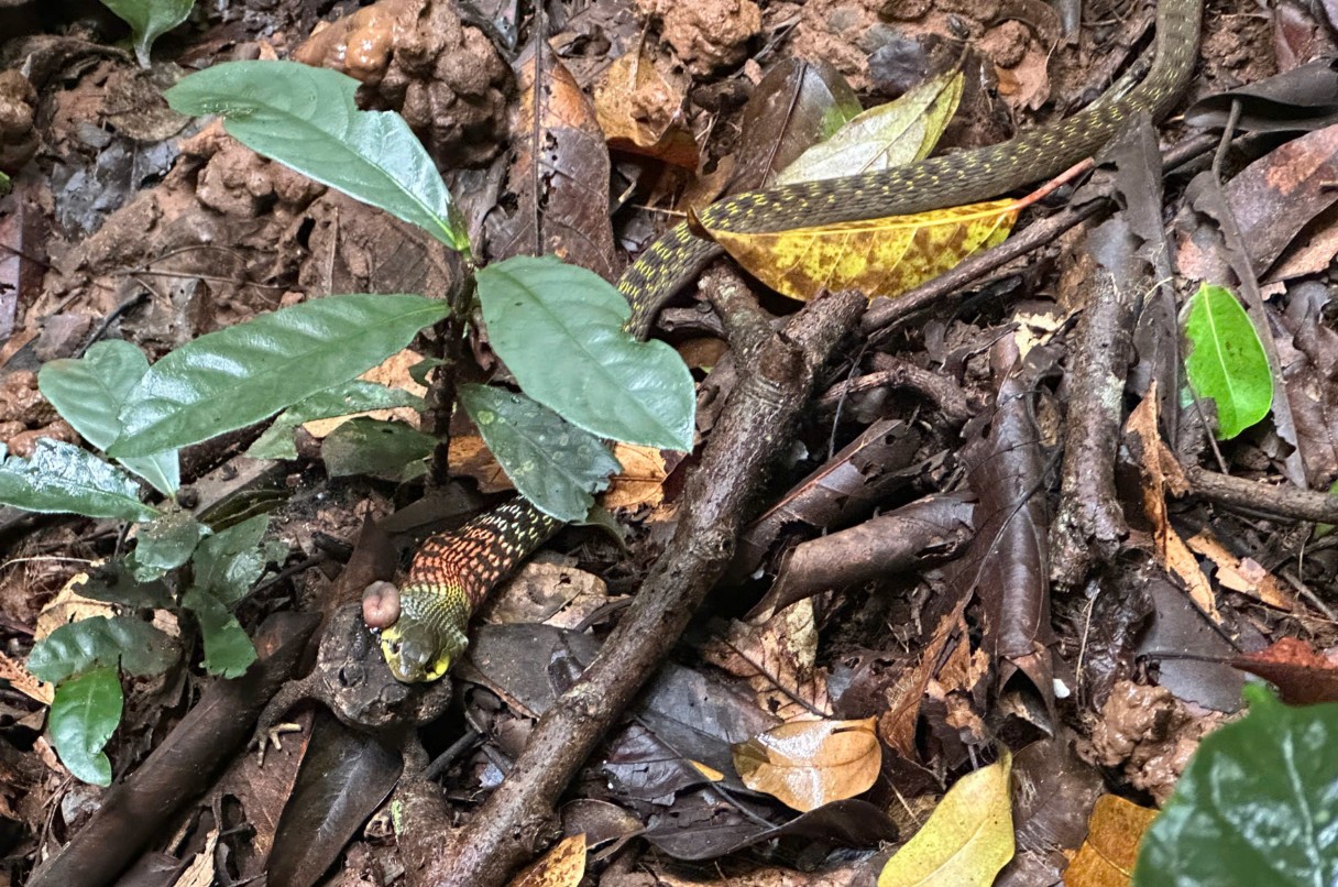 Rắn săn mồi tại Kon Ka Kinh