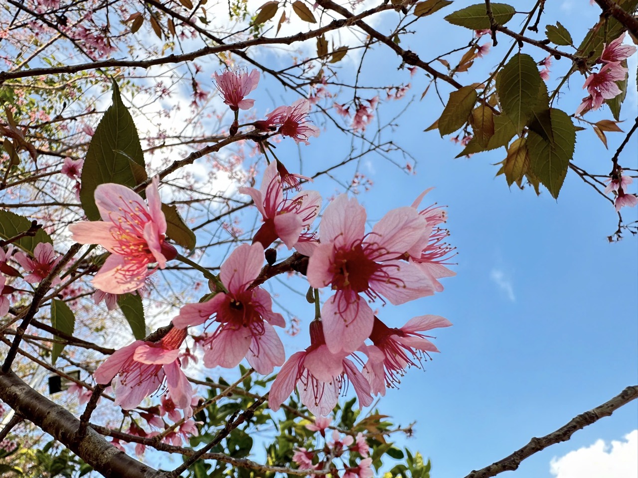 Tour Măng Đen ngắm hoa anh đào