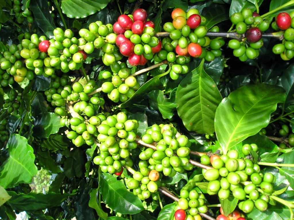 Các loại cây cà phê được trồng tại Măng Đen