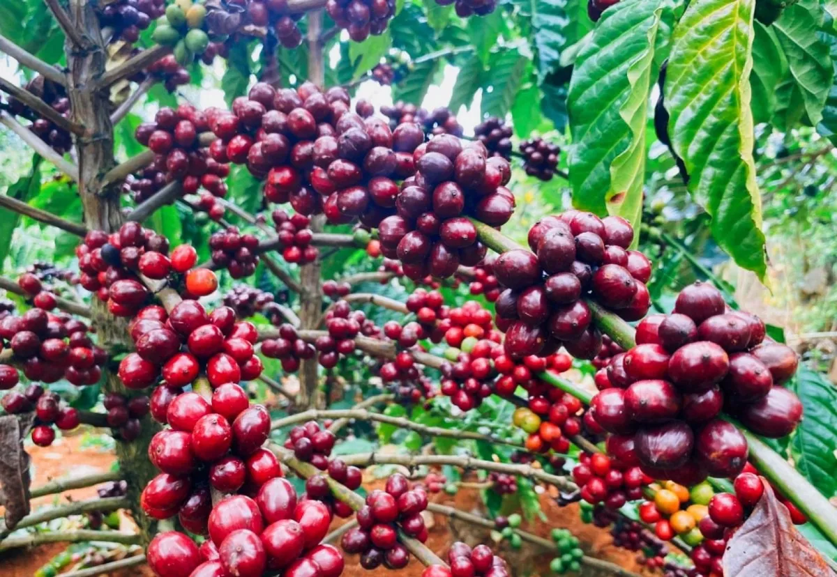 Mùa cà phê chín cây tại Măng Đen